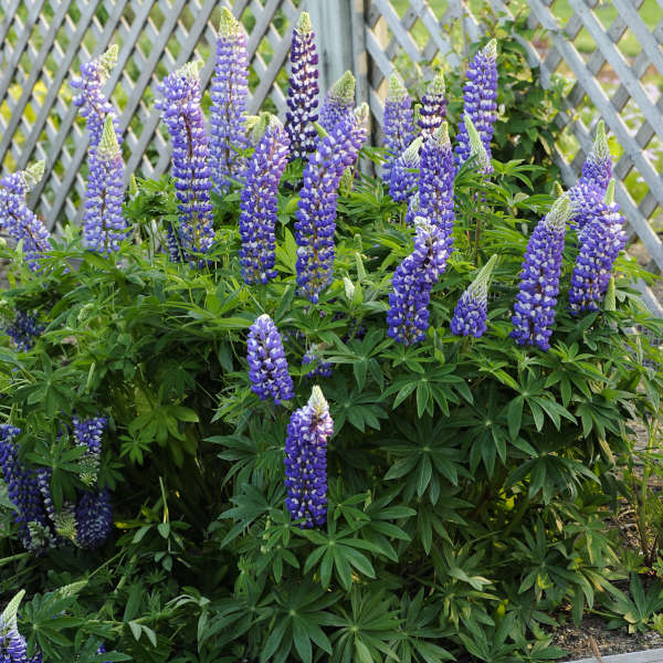Lupinus Russell Hybrids - 'The Governor' Lupine