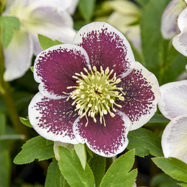 Helleborus 'Romantic Getaway' Lenten Rose
