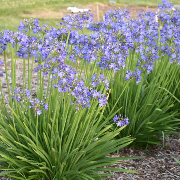 Agapanthus 'Little Galaxy' Lily of the Nile