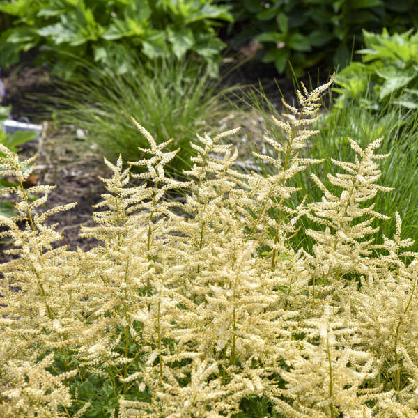 Aruncus 'Goatee' Goat's Beard