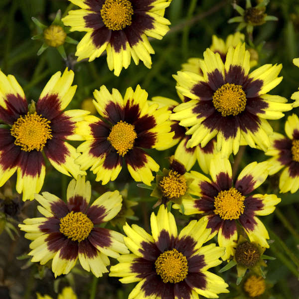 Coreopsis 'Cosmic Eye' Tickseed