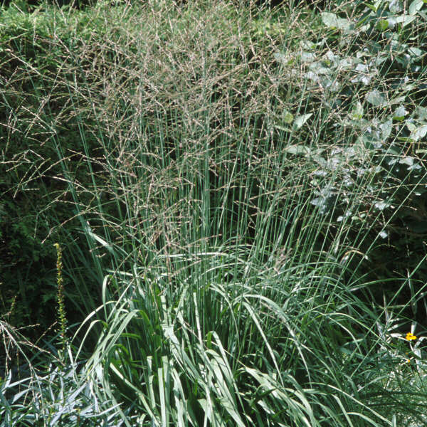 Molinia 'Skyracer' Tall Moor Grass