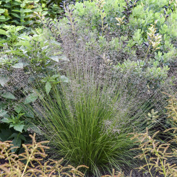 Sporobolus 'Gone With The Wind' Prairie Dropseed