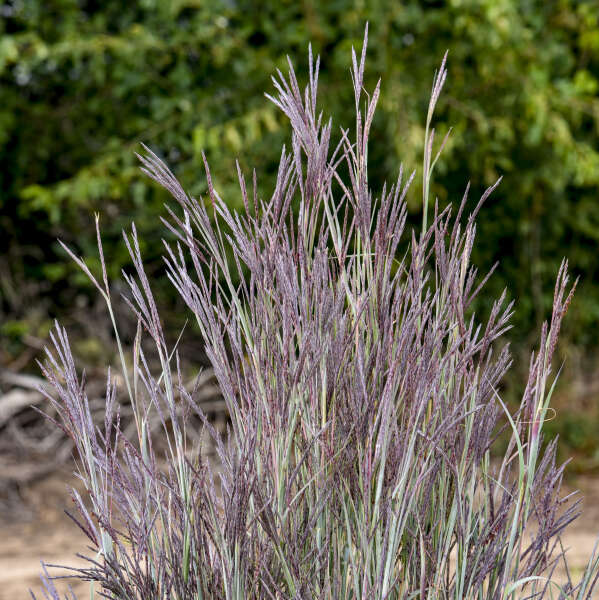 Andropogon 'Blue Steel' Big Bluestem