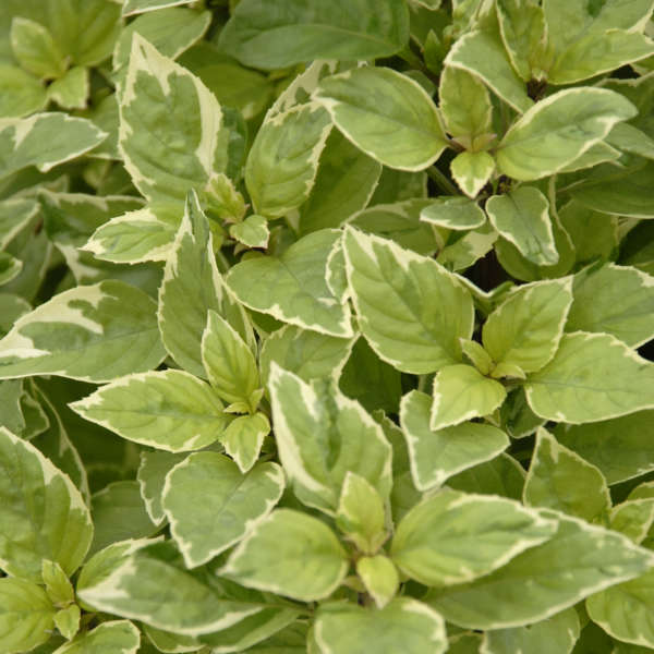 Ocimum 'Pesto Perpetuo' Greek Columnar Basil