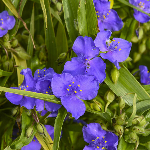 Tradescantia 'Web Designer' Spiderwort