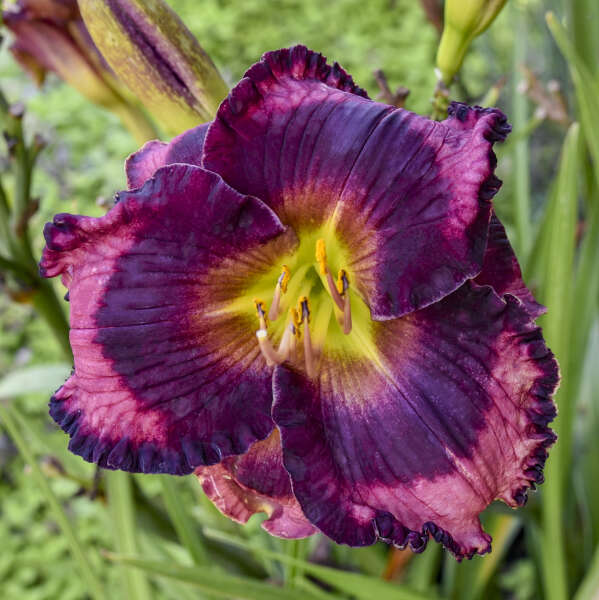 Hemerocallis 'Don't Lose Heart' Daylily