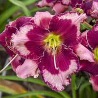 Hemerocallis 'Don't Lose Heart'