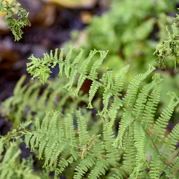 Athyrium 'Fronds Forever' Lady Fern