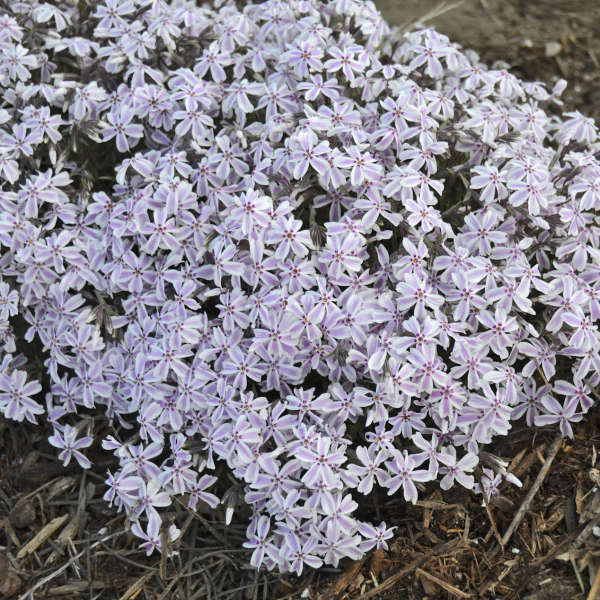 Phlox 'Candy Stripes' Creeping Phlox