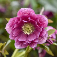 Helleborus 'Maid of Honor'