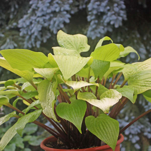 Hosta 'Designer Genes' Hosta