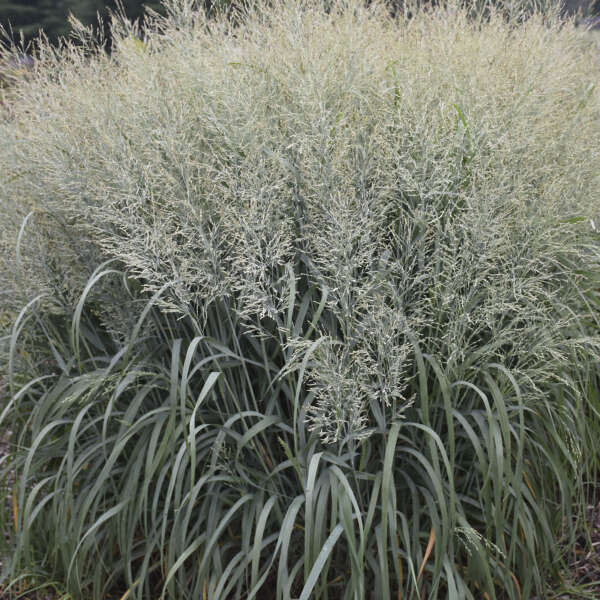 Panicum virgatum 'Niagara Falls' 