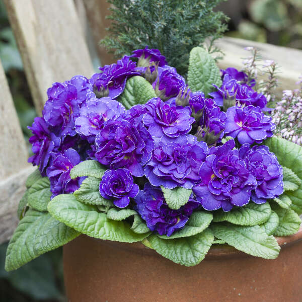 Primula 'Violetta' Primrose