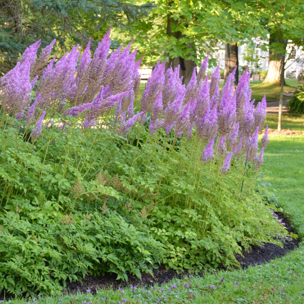 Astilbe 'Purple Candles' Chinese Astilbe