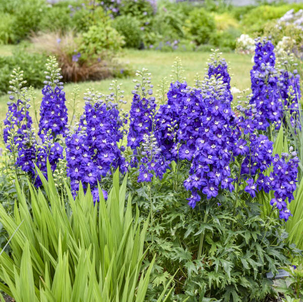 Delphinium 'Violets Are Blue' Hybrid Bee Delphinium