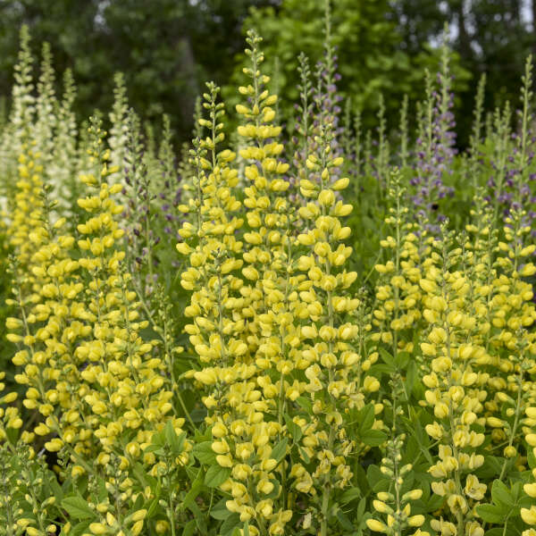 Baptisia 'Lemon Smoothie' False Indigo