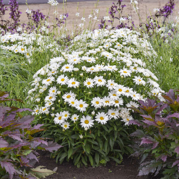 Leucanthemum 'Dream Big' Shasta Daisy