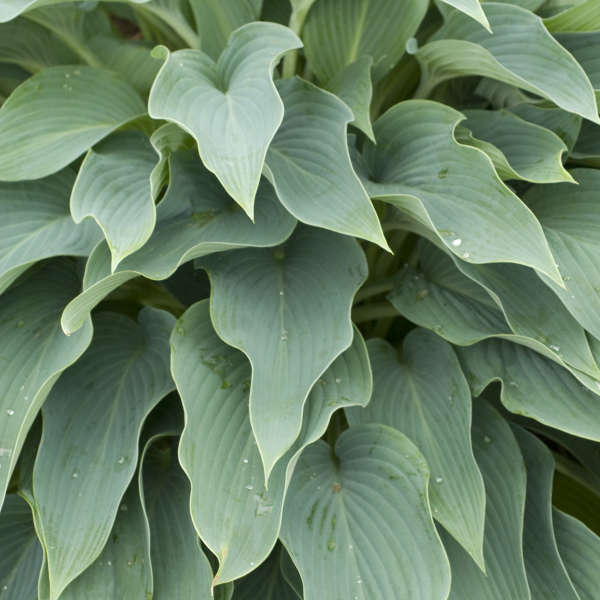 Hosta 'Yankee Blue' Hosta