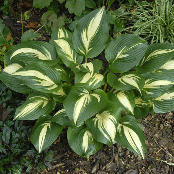 Hosta 'American Sweetheart' | Perennial Resource