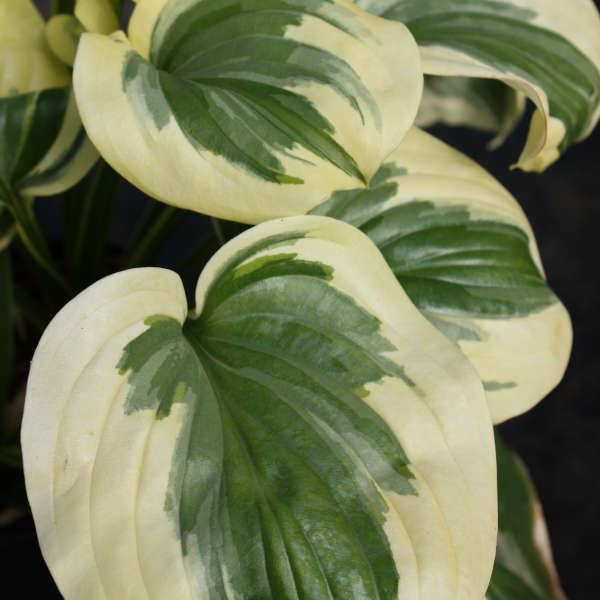 Hosta 'Fragrant Queen' Hosta