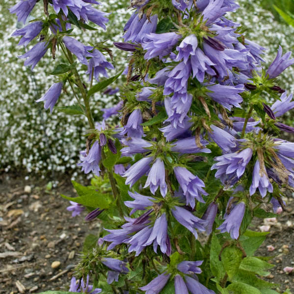 Campanula 'Viking' Bellflower