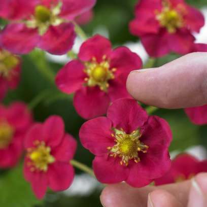 Fragaria 'Toscana' Ornamental and Edible Everbearing Strawberry