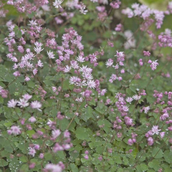 Thalictrum kiusianum Kyushu Meadow Rue