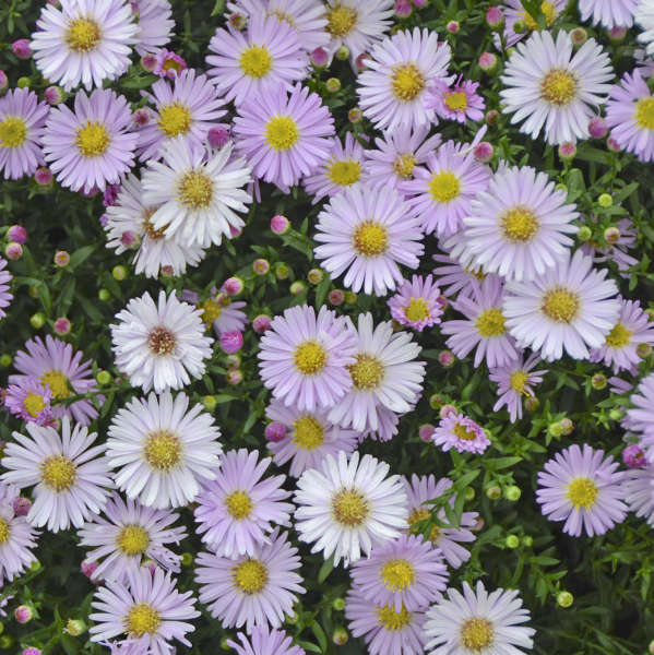 Aster KICKIN® 'Pink Chiffon' Aster