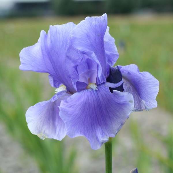 Iris 'Shipshape' Tall Bearded Iris