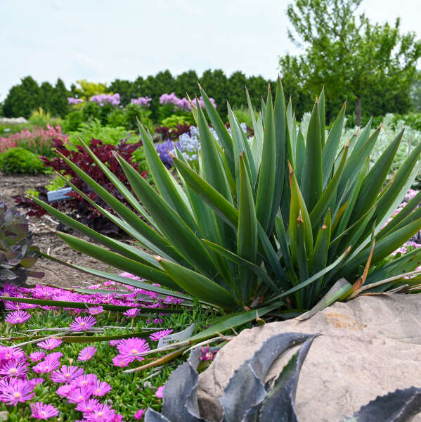 Yucca 'Dragon Slayer' Adam's Needle