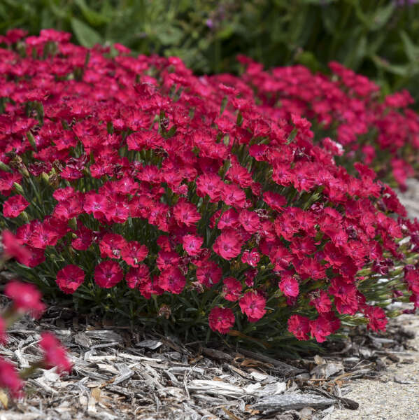 Dianthus 'Paint the Town Red' Pinks
