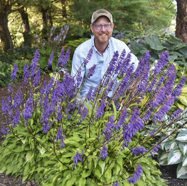 Hosta 'Time in a Bottle' Hosta