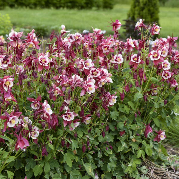 Aquilegia EARLYBIRD™ Red White ('PAS1258484') Columbine