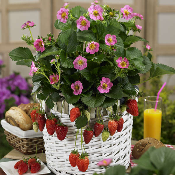Fragaria 'Gasana' Ornamental and Edible Everbearing Strawberry