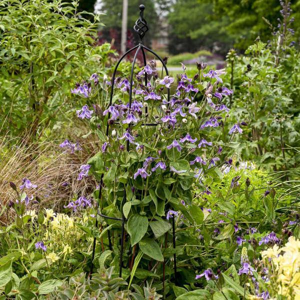 Clematis 'Stand by Me Lavender' Bush Clematis