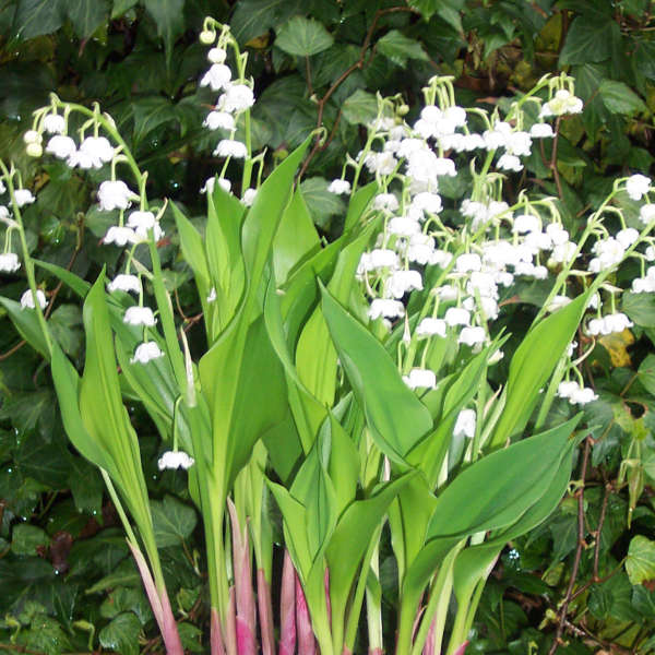 Convallaria 'Bordeaux' Lily of the Valley