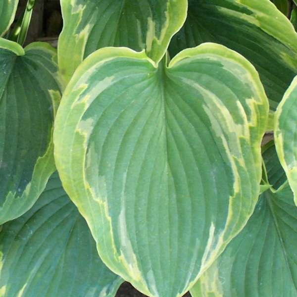 Hosta 'Deja Blu' Hosta