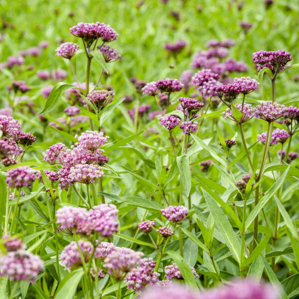 Asclepias 'Cinderella' Swamp Milkweed
