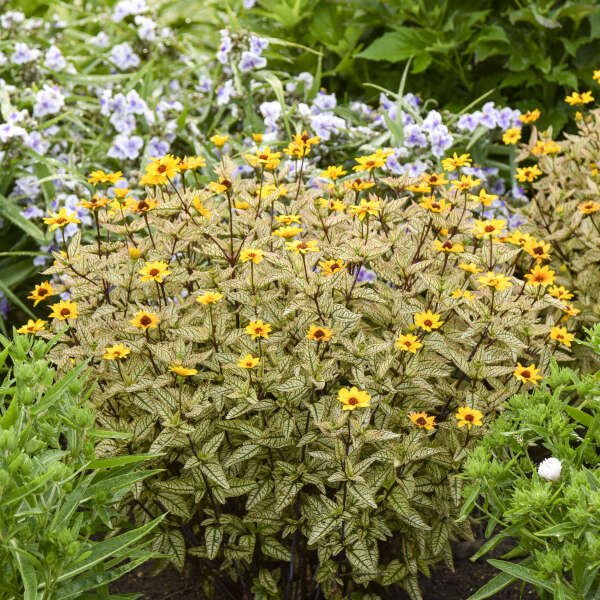 Heliopsis 'Touch of Blush' False Sunflower