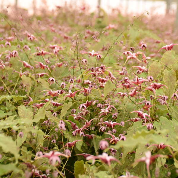 Epimedium 'Hugs and Kisses' Barrenwort