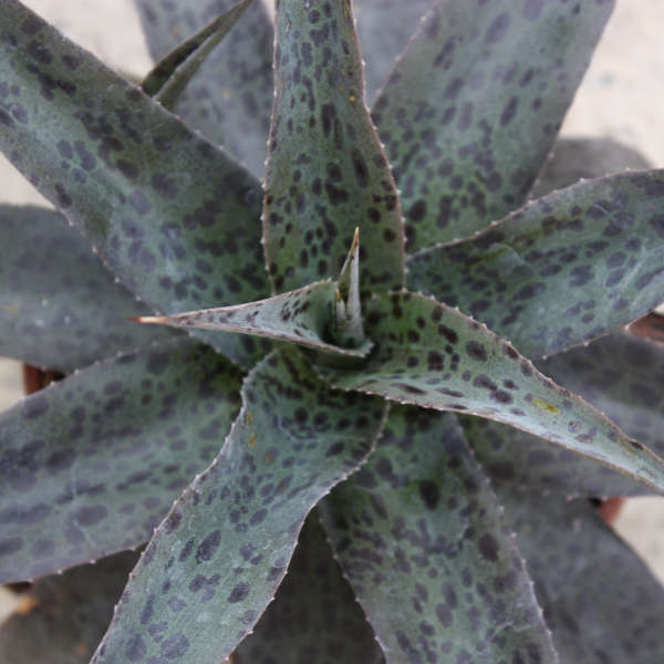 Manfreda 'Jaguar' Perennial Deciduous Agave