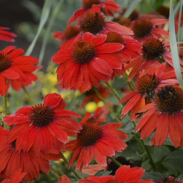 Echinacea SOMBRERO® SALSA RED Coneflower