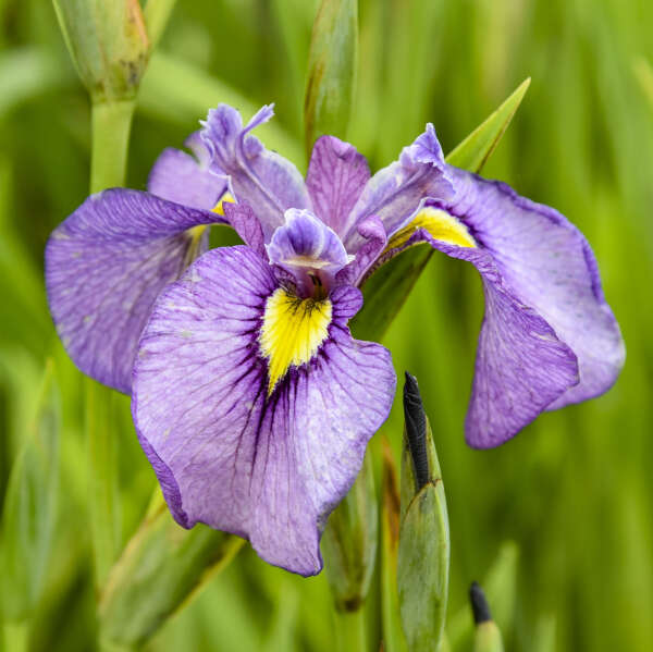 Iris 'Purple Dragon's Valley' Pseudata Iris