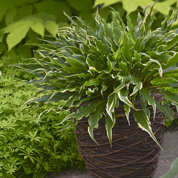 Hosta 'Electrocution' Hosta