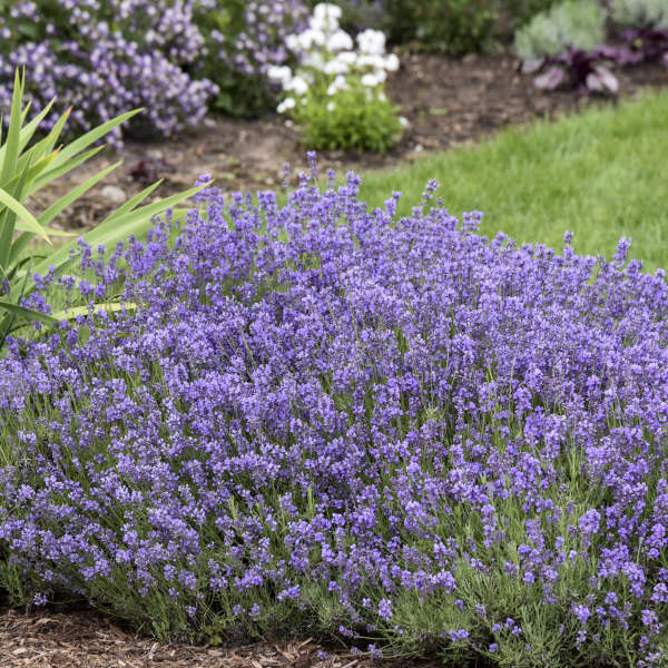 Lavandula 'Munstead' English Lavender