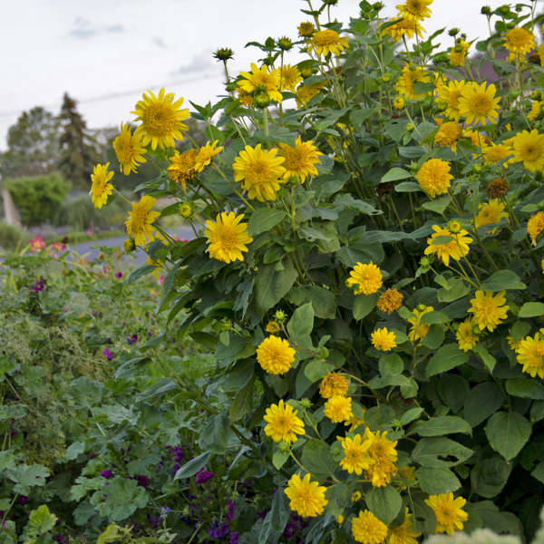 Helianthus 'Happy Days' Perennial Sunflower