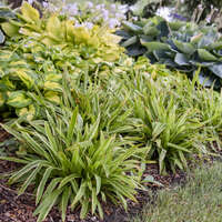 Carex 'Shade Fanfare'