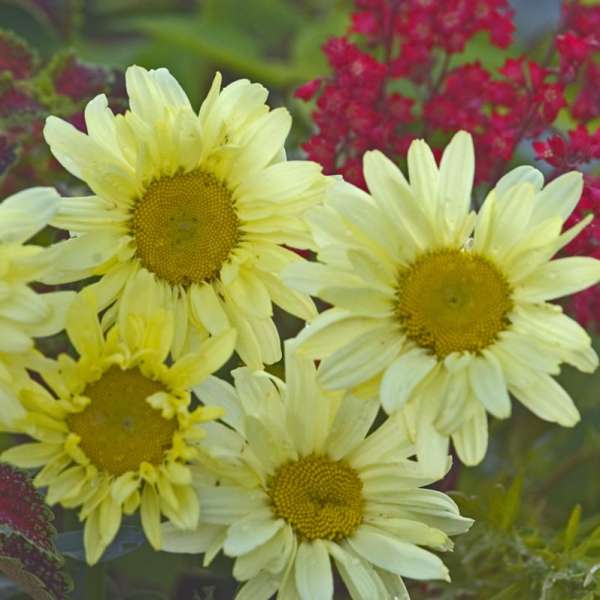 Leucanthemum 'Sonnenschein' Shasta Daisy