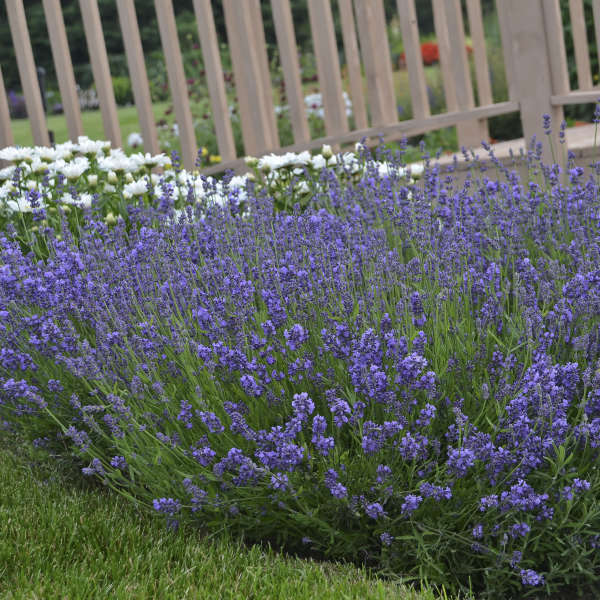 Lavandula 'Essence Purple' English Lavender